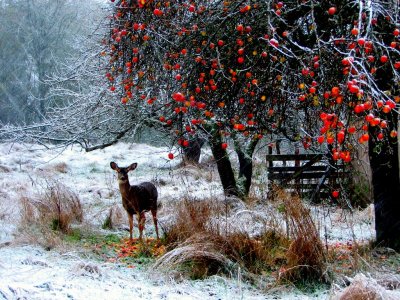 deer-red-berries-by-Jan-Tik.jpg