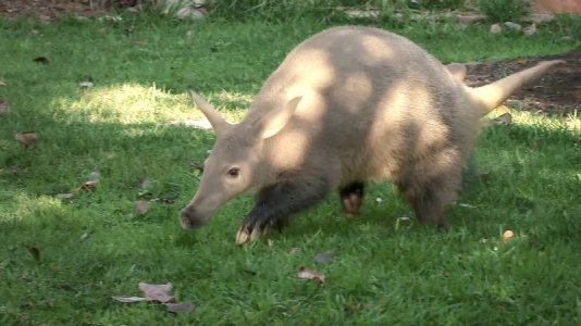 aardvark.jpg