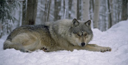 2017 six wolf.jpg