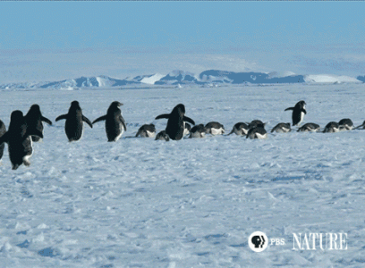 SnowChick-Gif11[1].gif