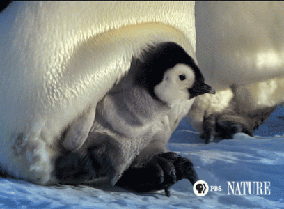 SnowChick-5[1].gif