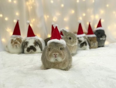 christmas_buns.jpg