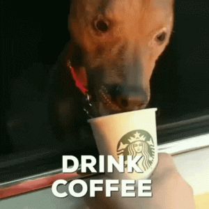 giphy (6).gif