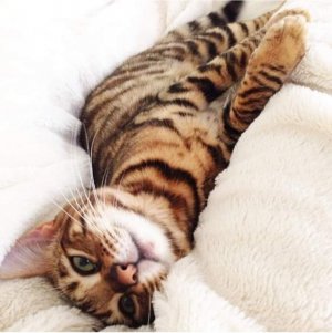 brown stuff cat 08.jpg