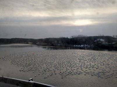 geese.jpg