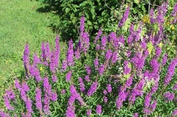 loosestrife2.jpg