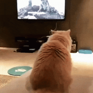 e9d56dc99adbed8e5b5a0d40fa666fb1.gif