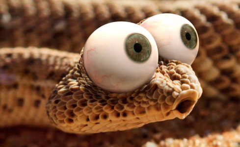 Big-Eyes-And-Pouting-Face-Funny-Snake[1].jpg