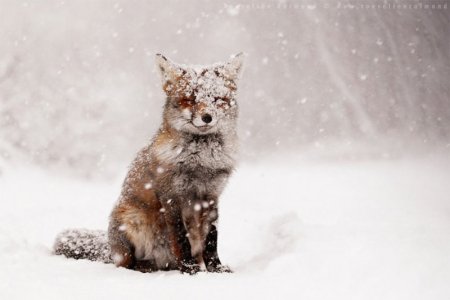 animals-in-winter-5[1].jpg