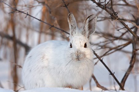what-happens-to-rabbits-in-the-winter[1].jpg