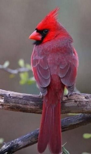 36e6dcd5f378e46d6e0bd62b84461f7f[1].jpg