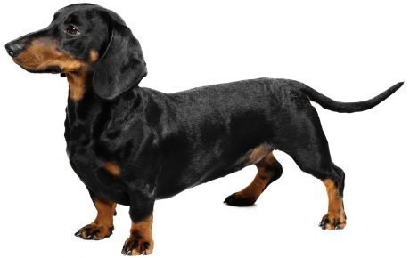 dachshund.jpg dachshund.jpg