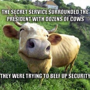 1556478774_679_The-Absolute-Funniest-Cow-Puns-Memes.jpeg