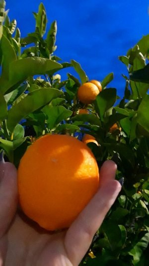 oranges at my back door winter 2018.jpg