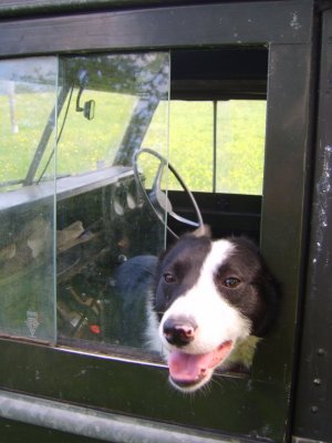 Doggie driver.1.JPG