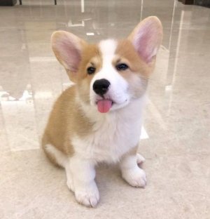 23 Reasons Why You Should Never Own Corgis.jpeg