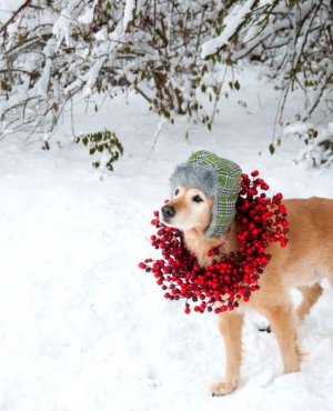 12.25.14-Beautiful-Photos-of-Dogs-at-Christmas21.jpg
