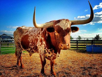 Bull horns.1.jpg