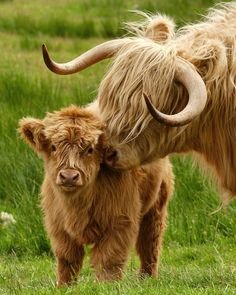 Highland cow+calf.1.jpg