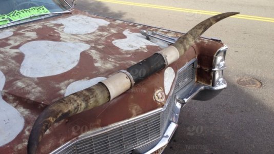 Motled car horns.1.jpg