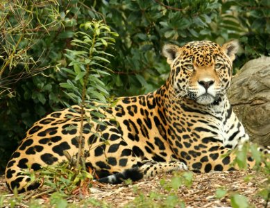 jaguar_5_v1.jpg