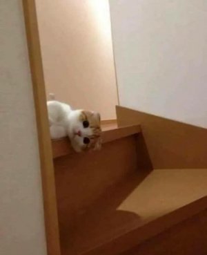 brown stuff cat 008.jpg