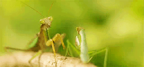 funny-praying-mantis.gif