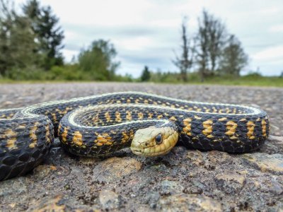 snake-on-road.jpg snake-on-road.jpg