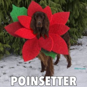 dog.jpg