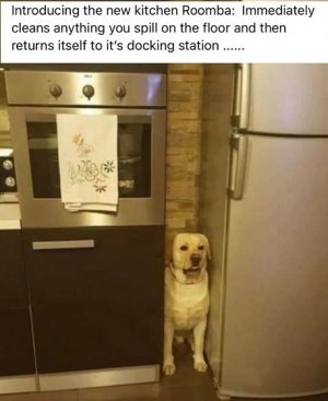 roomba.jpg