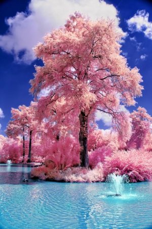 Tree.jpg Tree.jpg