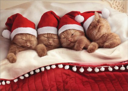 cd9678-kittens-nestled-in-bed-cat-christmas-card[1].jpg