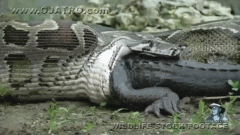 5wigO8j.gif