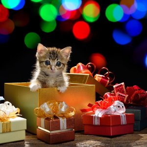 christmas-safety-cats-06[1].jpg