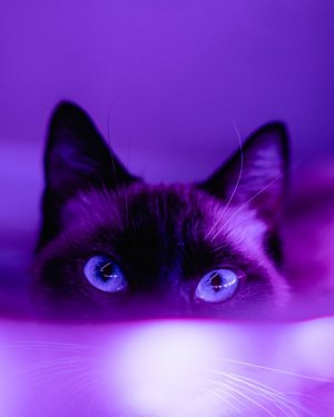 purplecat.jpg