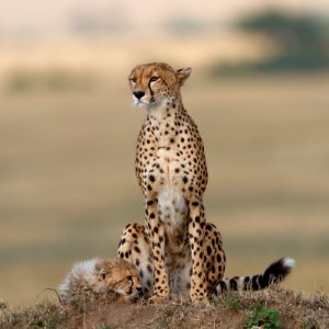 cheetah.jpg