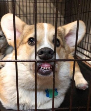 Corgi Mix Breeds _ 50+ Most Adorable Corgi Mix Breeds Reviewed By Vets.jpeg