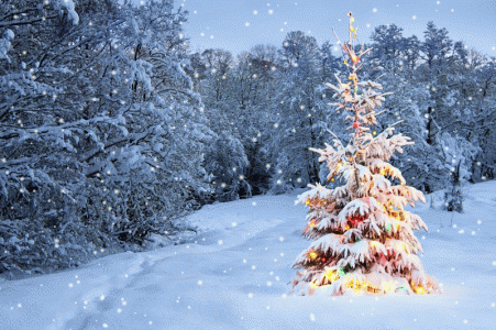 Christmas-Tree-stands-out-brightly-against--SNOW.gif