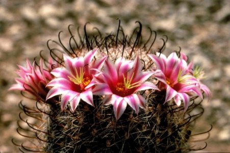 blooming.jpg