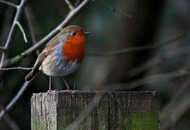 Christmas.Robin.1.jpg