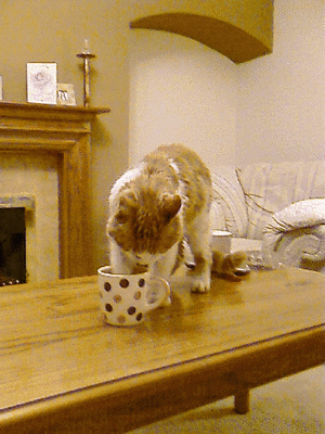 giphy[1].gif