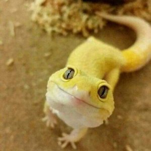 Yellow @.jpg