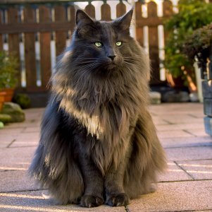 Cat.jpg Cat.jpg