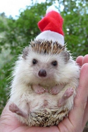 hedgehog.jpg