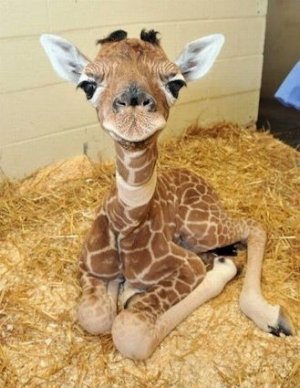 Giraffe @.jpg