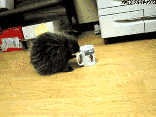 morning-coffee-with-mr-porcupine.gif