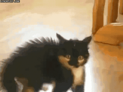 gif-omg-put-sum-pantz-on-plz.gif