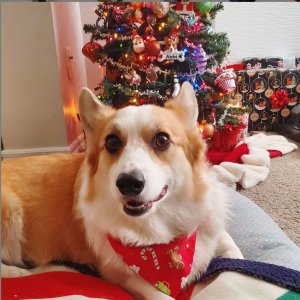 Abbi.Xmas.5yrs.2020.JPG