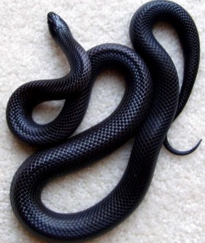 Black.snake.1.jpg