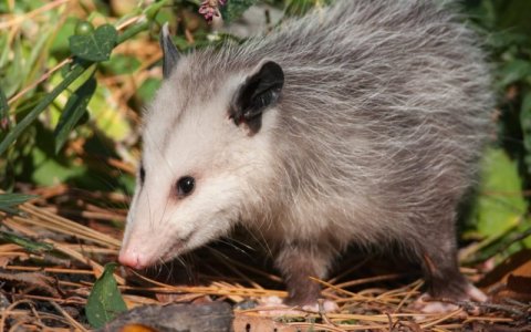 Possum.1.jpeg